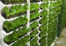 EDC group learns about aeroponics system to grow produce locally, year-round