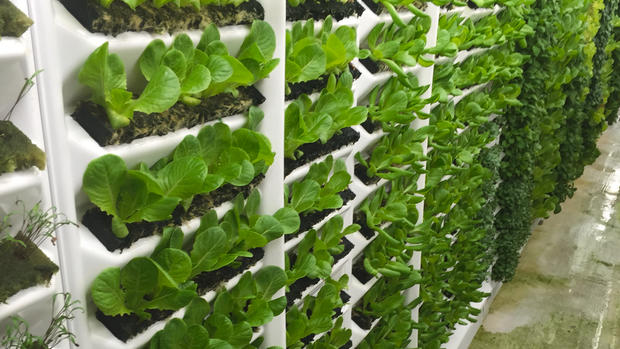 EDC group learns about aeroponics system to grow produce locally, year-round