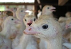 Willmar Poultry, Aviagen establish new turkey poult supplier