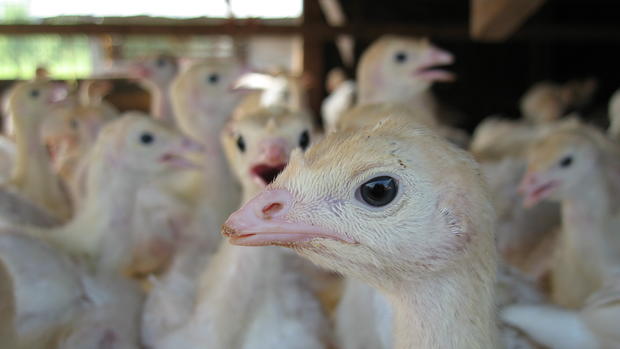 Willmar Poultry, Aviagen establish new turkey poult supplier
