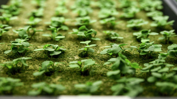 Lettuce Abound Farms harvest first aeroponics crop
