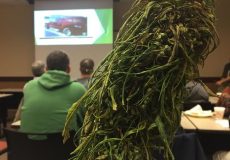 Local interest in growing and processing hemp: EDC committee will conduct feasibility study for market options