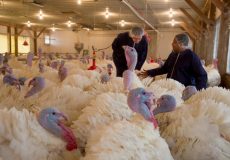 New poultry training program begins this fall at Ridgewater College and University of Minnesota