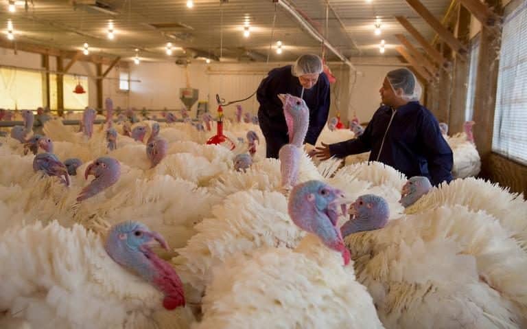 Turkeys in barn 2
