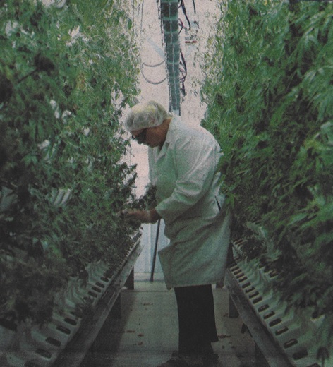“Going green” New London lettuce farm branches into hemp industry