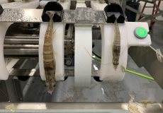 Nova-Tech’s Shrimp Works equipment poised to revolutionize shrimp processing business