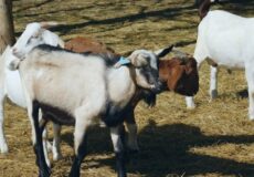 Halal-certified goat processing facility coming to Willmar