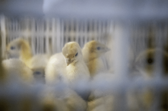 chicks in cage