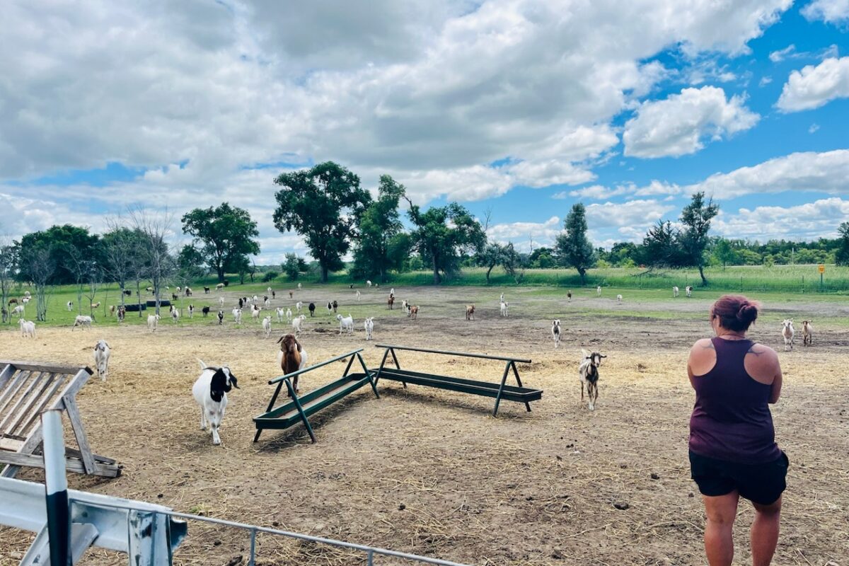 a women with her back turned is surrounded by goats coming towards her in a fenced in area
